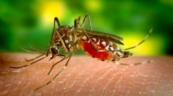 doua persoane din hunedoara internate dupa intepaturi de tantari prezenta virsului west nile confirmata la un bolnav