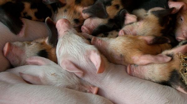 pesta porcina a atins un sfert din tara