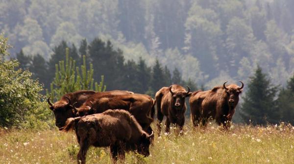 campanie ana are mere pentru zimbri