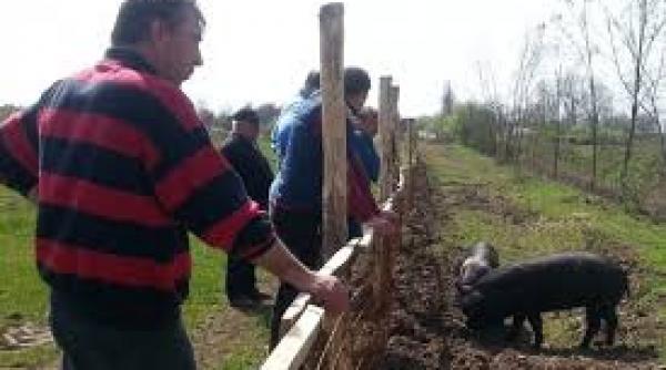 fermierii din europa occidentala ingrijorati de aparitia cazurilor de pesta porcina africana