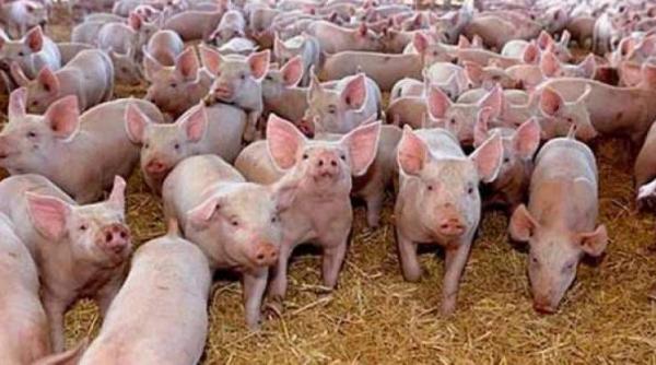 alerta in dambovita primul caz de pesta porcina confirmat in judet