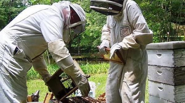 apicultorii romani sulicita 48 5 milioane de lei prin pna cu 42 peste plafonul alocat in 2018