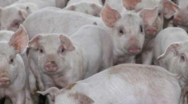 alerta in dambovita filtre permanente in localitatea lucieni pentru prevenirea raspandirii pestei porcine africane