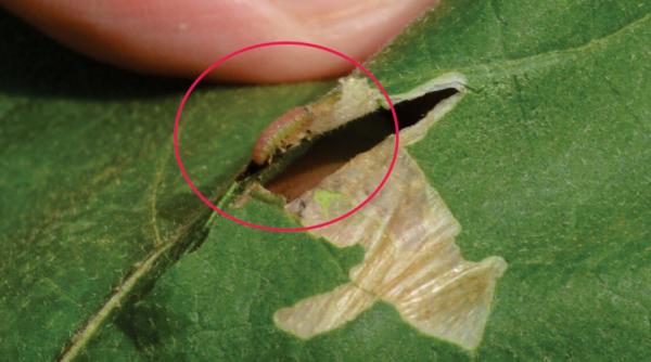 cum poate fi prevenita tuta absolut