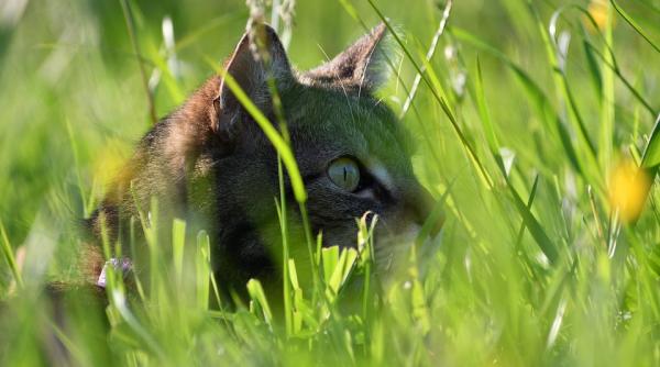 ce a adus o pisica acasa stapanul uimit a sunat la politie