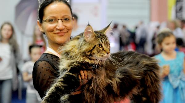 peste 250 de pisici din toate colturile lumii vor fi prezente la sofisticat