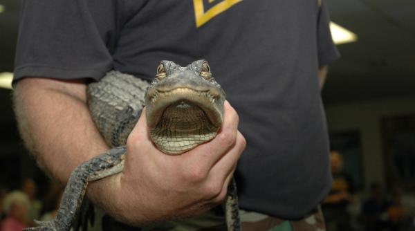 francezul care traieste in casa cu 400 de reptile