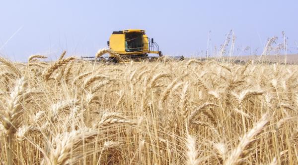 productiile record ale lui daea au prabusit pretul cerealelor