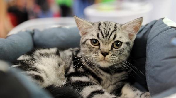 sofisticat toamna 2018 concursul celor mai frumoase pisici galerie foto