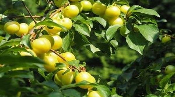 fructele cu puteri tamaduitoare nebanuite imbunatatesc vederea si te ajuta sa slabesti