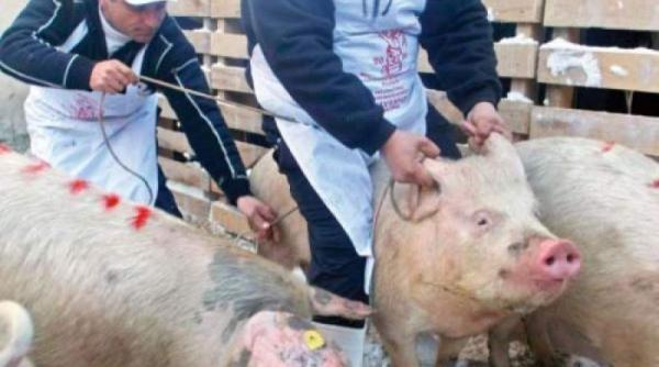 liberalii demareaza o campanie de informare privind pesta porcina africane