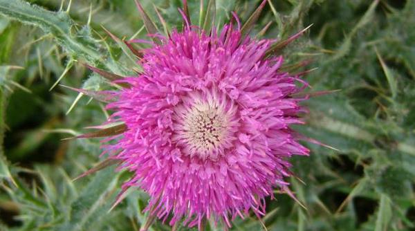 o buruiana te ajuta sa faci fata problemelor de sanatate retete pe baza de ciulini si bolile pe care le trateaza