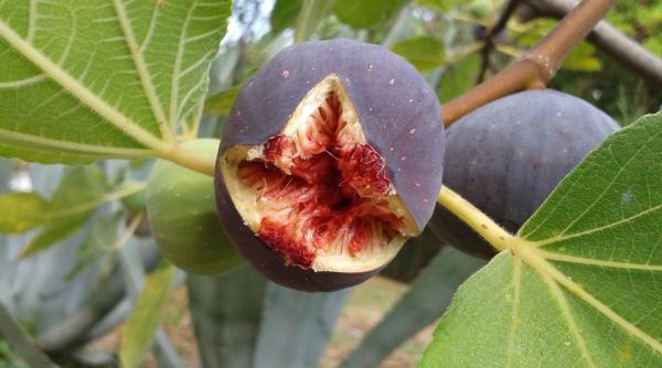 trupul unui barbat a fost descoperit dupa ce a crescut un smochin din stomacul sau