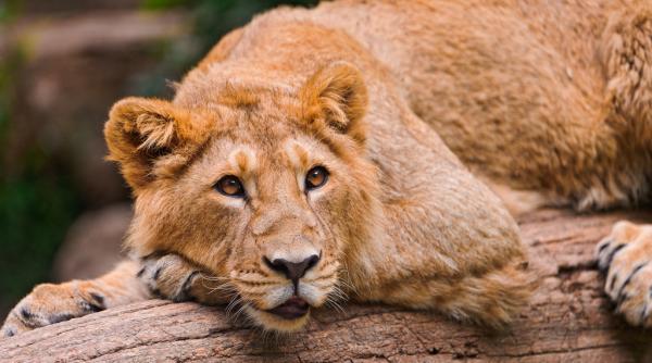 realizarea unui recensamant al felinelor dinr un parc national indian dupa a 13 lei asiatici