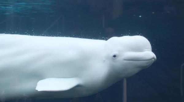 beluga ratacita in raul tamisa a fost vazuta din nou