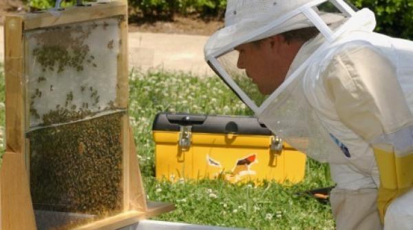 inchisoare cu executare pentru un agricultor din austria dupa moartea unor albine