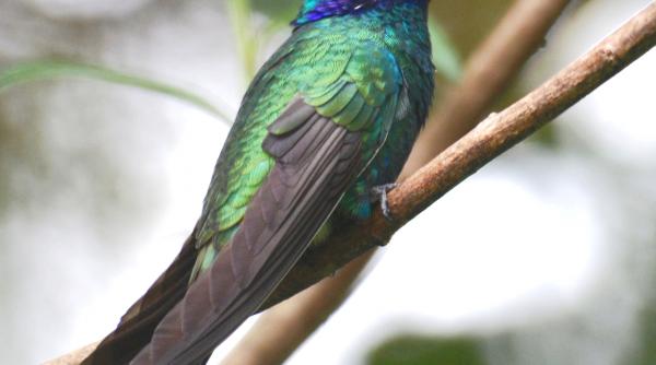 o noua specie de colibri descoperita in ecuador