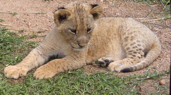 s au nascut primii lei conceputi prin inseminare artificiala