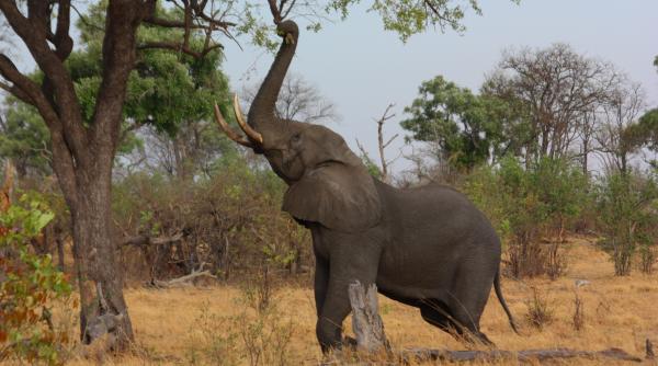 turist german atacat de elefanti in zimbabwe