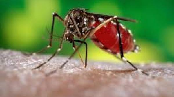 virusul west nile se extinde inca un caz confirmat in braila