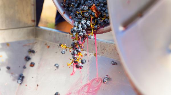 vrancea a produs mai mult must decat poate duce