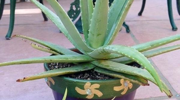 ce planta trebuie neaparat sa o ai in locuinta