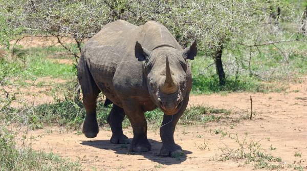 vietnam captura de 32 de kilograme de coarne de rinocer provenind din africa de sud