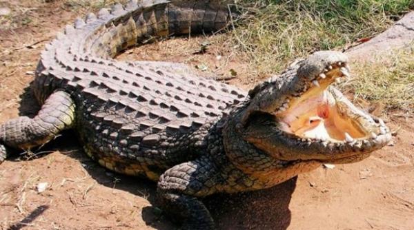 o femeie din australia a fost atacata si ucisa de un crocodil