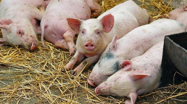 alerta in giurgiu virusul ppa a fost confirmat la calugareni