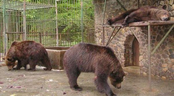 incredibil doi tineri au fost atacati de un urs la gradina zoologica din barlad