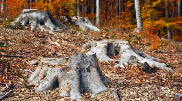 actiune pentru salvarea parcului national semenic