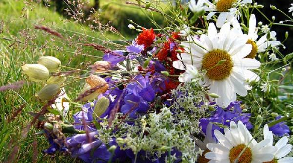 planta de munte care lupta cu infectiile si protejeaza inima afla retetele medicinale cu indicatii si contraindicatii