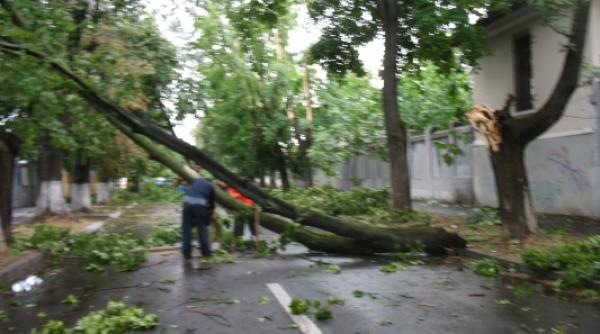 o femeie a fost ranita dupa ce un copac rupt de vant a cazut peste ea la craiova