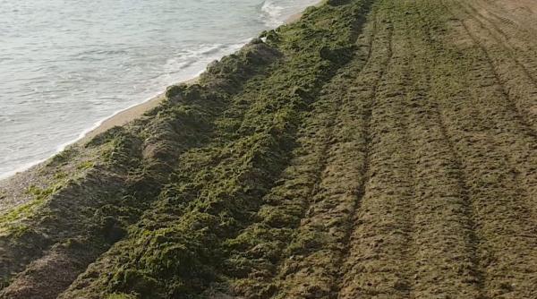 baie in ciorba de alge si plaja la pet