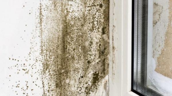 cum scapi de igrasie si mucegai