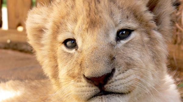 un barbat care tinea un pui de leu intr un apartament condamnat la 6 luni de inchisoare