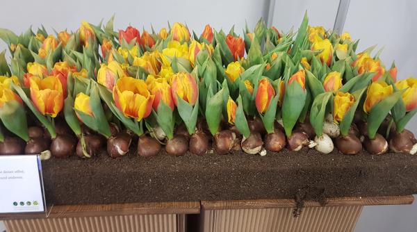 sezonul bulbilor de toamna