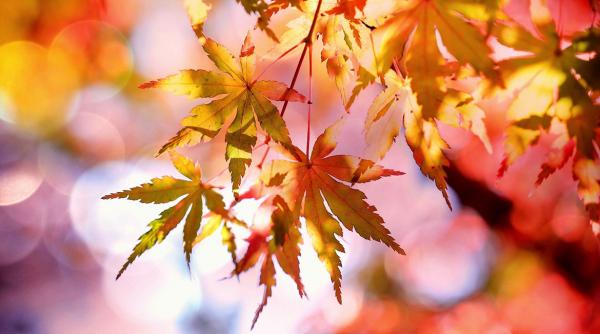 prognoza meteo pentru 31 1 2 si 3 noiembrie cer senin