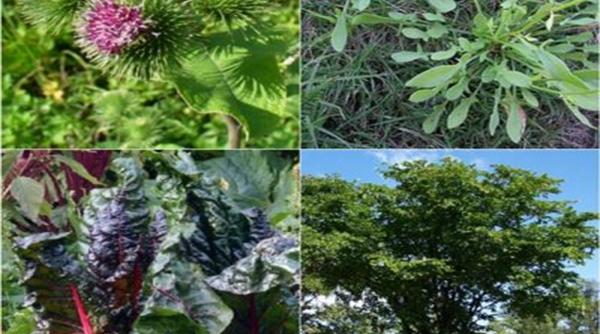 reteta ceaiului anticancer creata acum 100 de ani de o sora medicala din canada