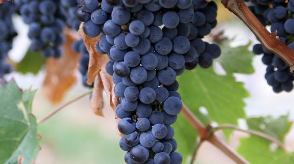 guvernul va stabili miercuri modul de acordare a fondurilor ue pentru producatorii din sectorul viti vinicol