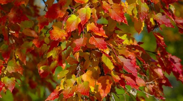 prognoza meteo pentru 1 2 3 si 4 noiembrie cer noros