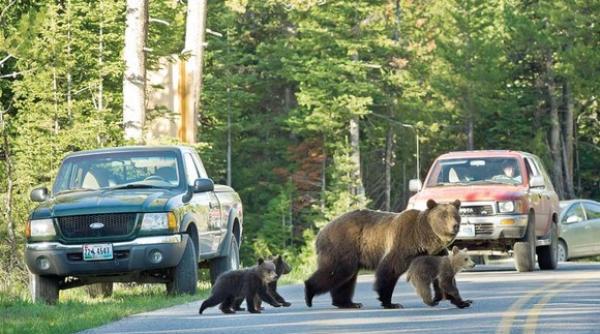 sibiu doi ursi au fost loviti de autovehicule pe dn 7 unul dintre ei a murit
