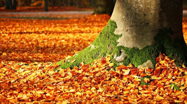 o noua anomalie meteo in romania temperaturile vor stabili noi recorduri istorice