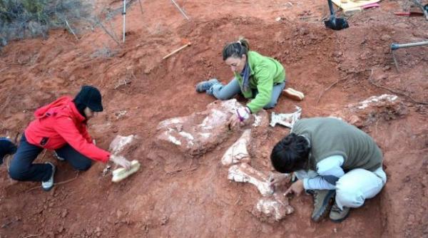 fosilele unei noi specii de dinozaur descoperite in argentina
