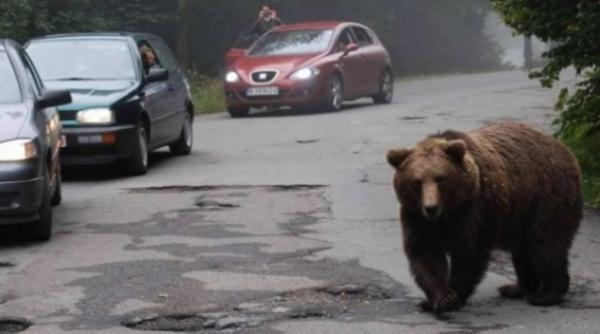 incredibil un urs se plimba nestingherit pe o strada din sibiu
