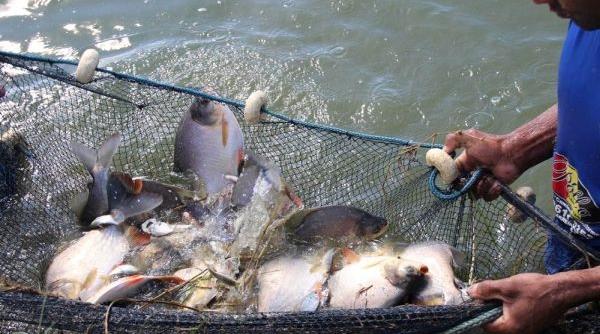 pescarii din delta dunarii cer modificarea regulilor de stabilire a prohibitiei