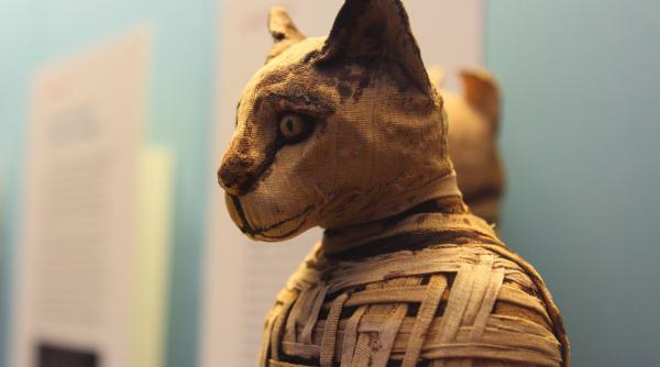 ce au gasit arheologii in morminte vechi de 6000 de ani