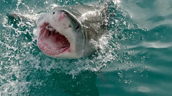 un adolescent a fost atacat de un rechin in zona coastei de nord a australiei