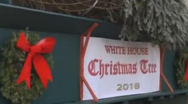 video bradul de craciun a sosit la casa alba