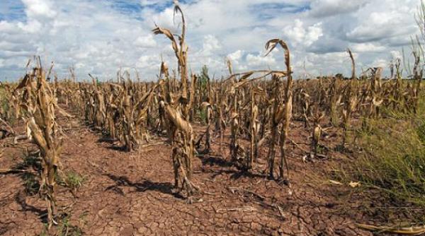 afganistanul trece prin cea mai cruda seceta o mama si a vandut fetita pentru a si hrani familia